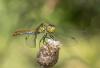 Sympetrum sanguineum